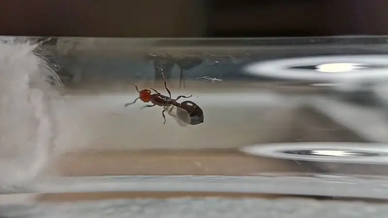 Regina Crematogaster scutellaris all'interno di un setup della provetta