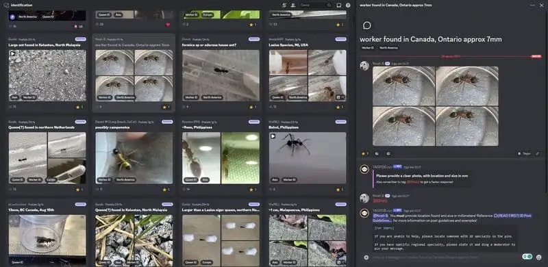 Discord riguardo all'ant keeping