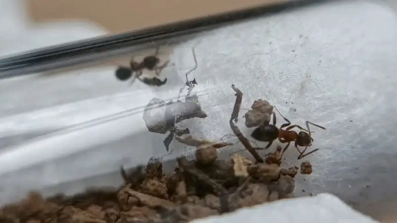 Lasius emarginatus dentro la provetta