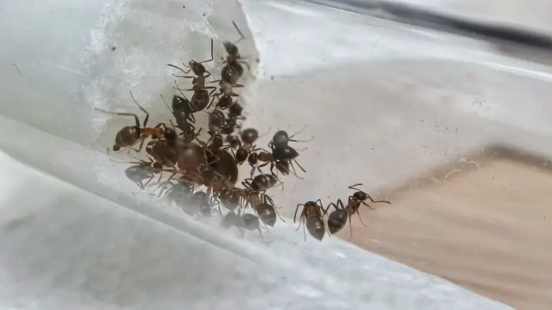 Lasius emarginatus dentro la provetta