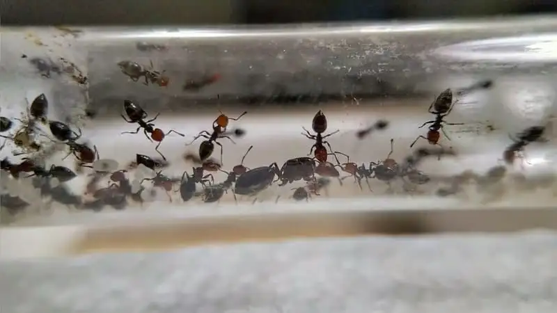 Crematogaster-scutellaris-Arbeiterinnen im Reagenzglas, dem idealen Zuhause für eine kleine Kolonie