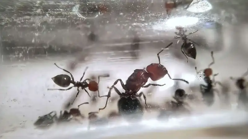 Crematogaster scutellaris queen and her first workers inside a test tube after a successful founding
