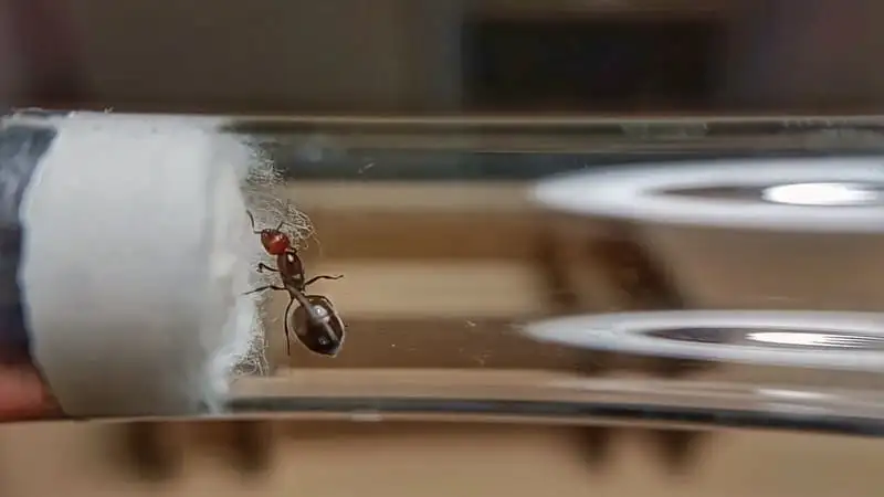 Crematogaster-scutellaris-Königin ruht neben dem Wattestopfen ihres neuen Reagenzglas-Setups