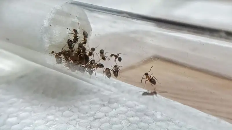 ガラス試験管の中で綿に寄り集まるLasius emarginatusの小さなコロニー