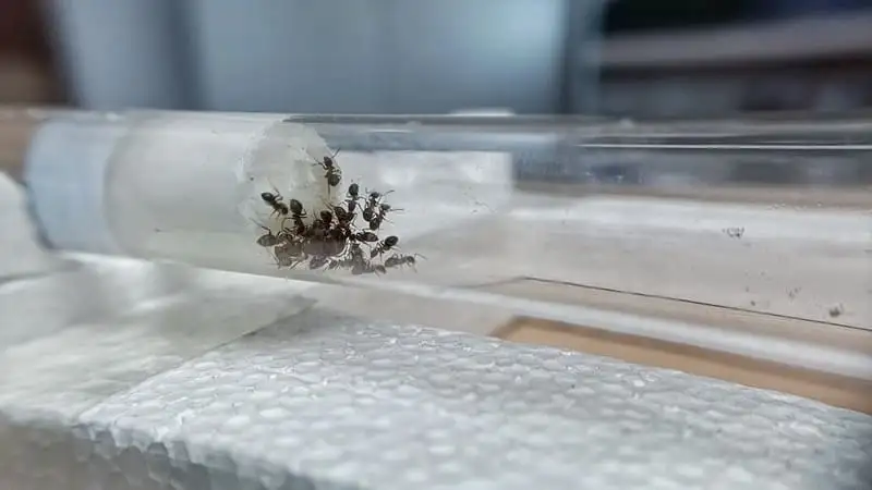 Lasius-emarginatus-Kolonie dicht gedrängt am Wattestopfen eines vollen Reagenzglases