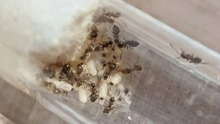 Lasius-niger-Arbeiterinnen pflegen Eier und Larven neben der Watte eines Reagenzglases