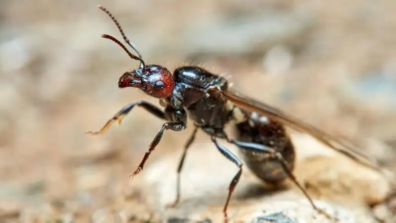 Geflügelte Messor-barbarus-Königin auf einem Stein vor ihrem Hochzeitsflug