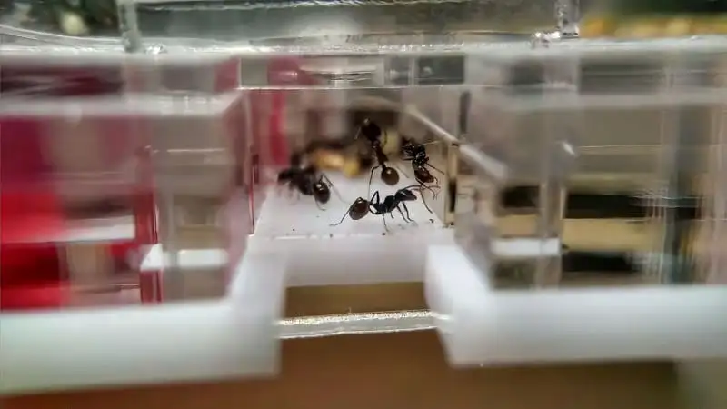 Messor-barbarus-Arbeiterinnen in einer Kammer eines Anthouse Acrylnests, eine häufige heimische Art