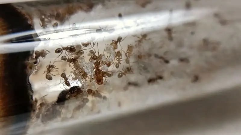 Pheidole pallidula workers crowding around their brood inside a test tube nest