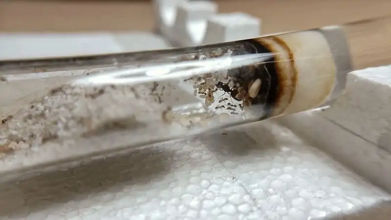 Junge Pheidole-pallidula-Kolonie mit Brut im Reagenzglas, der Wattestopfen vom langen Gebrauch verfärbt