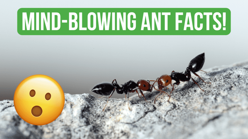 10 Mind Blowing Facts About Ants Bruma Ants 2391